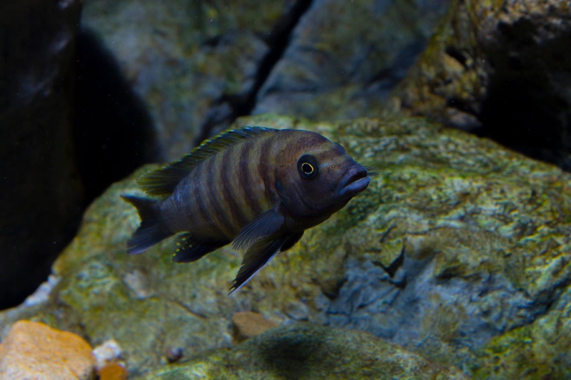 Maylandia sp. 'zebra gold' Kawanga